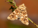 Viper\'s Bugloss - <i>Hadena irregularis</i>