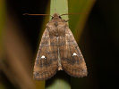 <i>Eupsilia transversa</i>