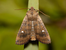 <i>Eupsilia transversa</i>