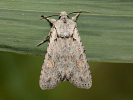 <i>Lithophane ornitopus</i>