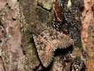 <i>Mamestra brassicae</i>