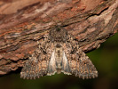 <i>Mamestra brassicae</i>