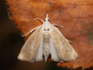Travařík bělavý - <i>Calamotropha paludella</i>