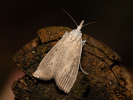 Travařík bělavý - <i>Calamotropha paludella</i>