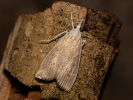 Travařík bělavý - <i>Calamotropha paludella</i>