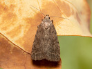 <i>Athetis gluteosa</i>