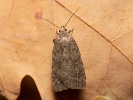 <i>Athetis gluteosa</i>