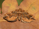 Piadivka lobodová - <i>Pelurga comitata</i>