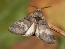 Chochlatka dubinová - <i>Drymonia querna</i>