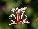 Spriadač kostihojový - <i>Euplagia quadripunctaria</i>