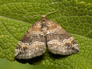 Píďalka zahořanková
