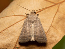 <i>Hoplodrina ambigua</i>