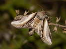 Chochlatka osiková - <i>Pheosia tremula</i>