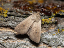 Clay - <i>Mythimna ferrago</i>
