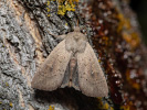 Clay - <i>Mythimna ferrago</i>