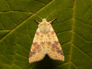<i>Xanthia icteritia</i>