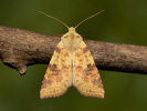 <i>Xanthia icteritia</i>