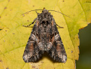Beautiful Brocade - <i>Lacanobia contigua</i>