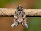 Beautiful Brocade - <i>Lacanobia contigua</i>