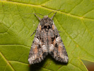 Beautiful Brocade - <i>Lacanobia contigua</i>