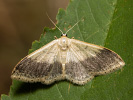 Žlutokřídlec kručinkový - <i>Idaea aversata</i>