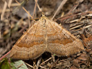 Piadivka stoklasová  - <i>Scotopteryx chenopodiata</i>