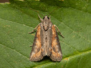 <i>Bryophila raptricula</i>