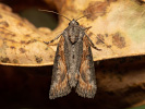 <i>Bryophila raptricula</i>