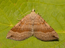 Piadivka stoklasová  - <i>Scotopteryx chenopodiata</i>