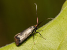Adela reaumurella