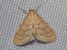 Paracorsia repandalis