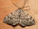Coenotephria salicata