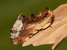 Ptilodon cucullina