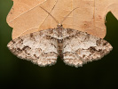 Paradarisa consonaria