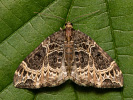 Píďalka hnědohlavá - <i>Ecliptopera silaceata</i>