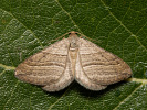 Piadivka mramorovaná - <i>Phibalapteryx virgata</i>