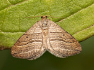 Piadivka mramorovaná - <i>Phibalapteryx virgata</i>