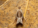 Buckthorn Roller - <i>Ancylis unculana</i>