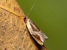 Buckthorn Roller - <i>Ancylis unculana</i>