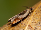 Buckthorn Roller - <i>Ancylis unculana</i>