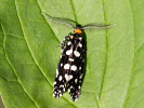 - Euplocamus anthracinalis