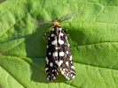  - Euplocamus anthracinalis
