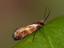  - Micropterix tunbergella