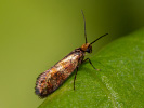  - Micropterix tunbergella