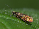  - Micropterix tunbergella