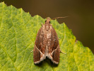 <i>Thiodia torridana</i>