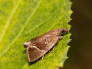 <i>Thiodia torridana</i>