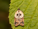 Garden Rose Tortrix - <i>Acleris variegana</i>