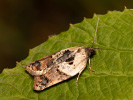 Garden Rose Tortrix - <i>Acleris variegana</i>