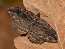 Piadivka krušinová - <i>Philereme transversata</i>